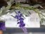 Kvetoucí girlanda, fialová, 180 cm