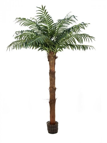 Phoenix palma s umělohmotným kmenem, 210cm - použito (82509742)