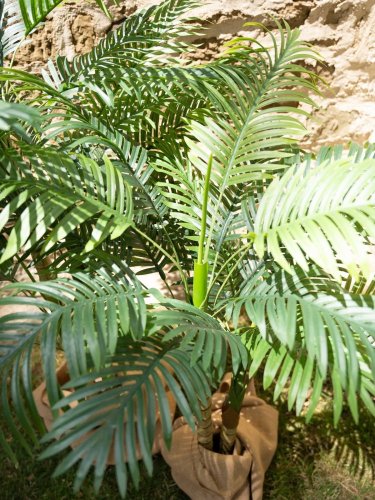 Palma Areca, 2 kmeny, 120 cm