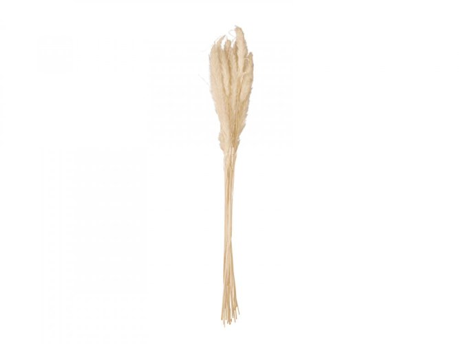 JOLIPA Pampas tráva, svazek stonků, sušené, 75cm