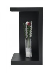 Růže čirá, krystalická 81cm, 12ks
