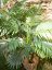 Palma Areca, 2 kmeny, 120 cm