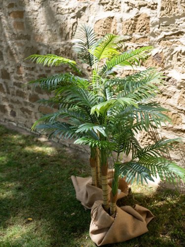 Palma Areca, 2 kmeny, 120 cm