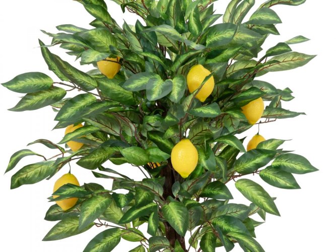 Citronovník, 150 cm