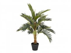 Kokosová palma, 90 cm