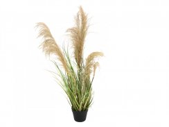 Čínská stříbrná tráva, 110 cm