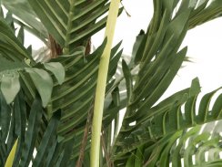 Kentia palma, 180cm
