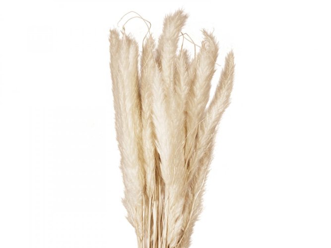 JOLIPA Pampas tráva, svazek stonků, sušené, 75cm
