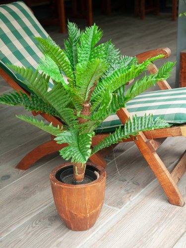 Cycas palma, 70 cm