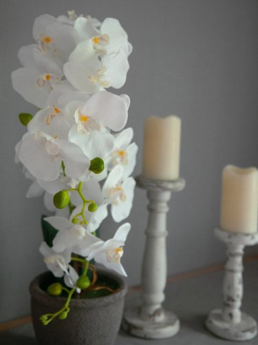 Orchidej s bílými květy, 80 cm
