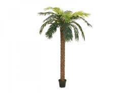 Phoenix palma deluxe, 300 cm