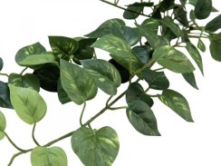 Pothos trs střední, 70 cm