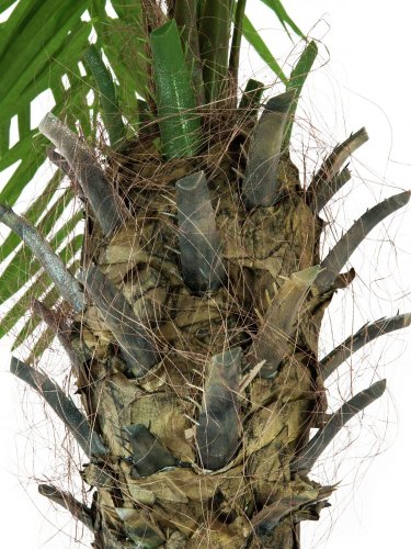 Phoenix palma Luxor, 210 cm