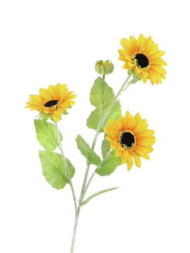 Slunečnice, 3 květy, 70 cm