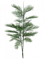 Kentia palma, 150 cm