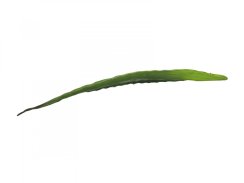 Aloe list zelený, 60 cm