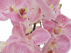 Orchidej aranžmá s květináči, růžová, 60 cm.