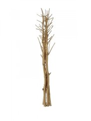 Suché větvičky fenyklu, zlatá, 160 cm