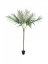 Areca palma s velkými listy, 180 cm