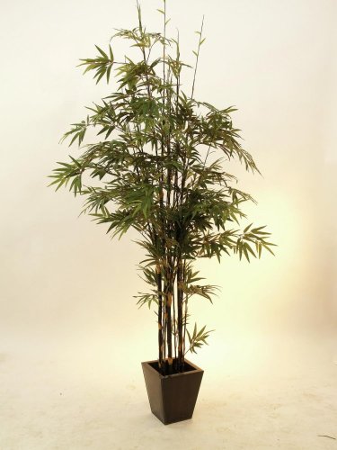 Bambus s tmavým kmenem, 240 cm