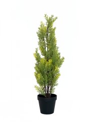 Cypřiš světlý v květináči, 60 cm