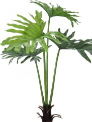 Filodendron palma, 120 cm Filodendron palma, 120 cm