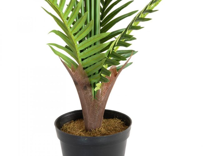 Palma Areca, 180 cm