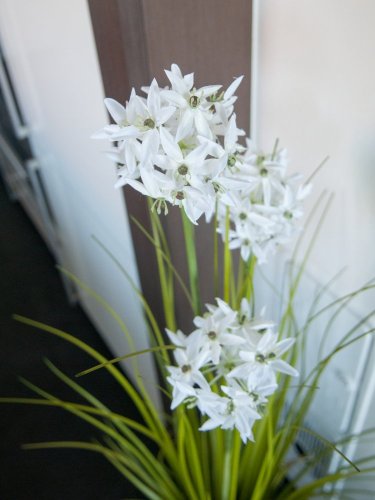 Okrasný česnek s bílými květy, 120 cm