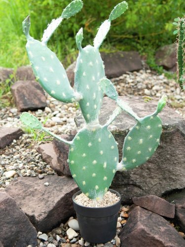 Kaktus Nopal, 76cm