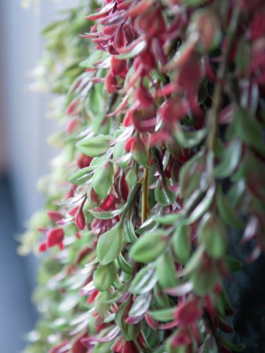 Šlahoun zeleno-červené rostliny, 105 cm