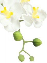 Orchidej bílá v dekoračním květináči, 62 cm
