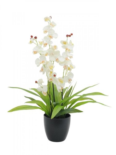Orchidej bílá s listy, 80 cm - použito (82530336)