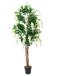 Vistárie strom, bílá, 180 cm