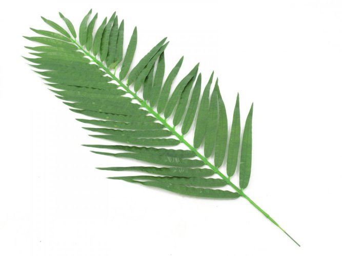 Kokosový palmový list krátký, 90 cm, 12 ks