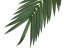 Palma list - kokos královský (kus), 210 cm