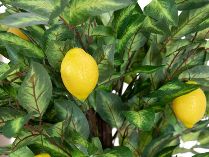 Citronovník s plody, 150 cm