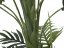 Phoenix palma s více kmeny, 170 cm
