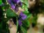 Bougainvillea fialová, 180 cm
