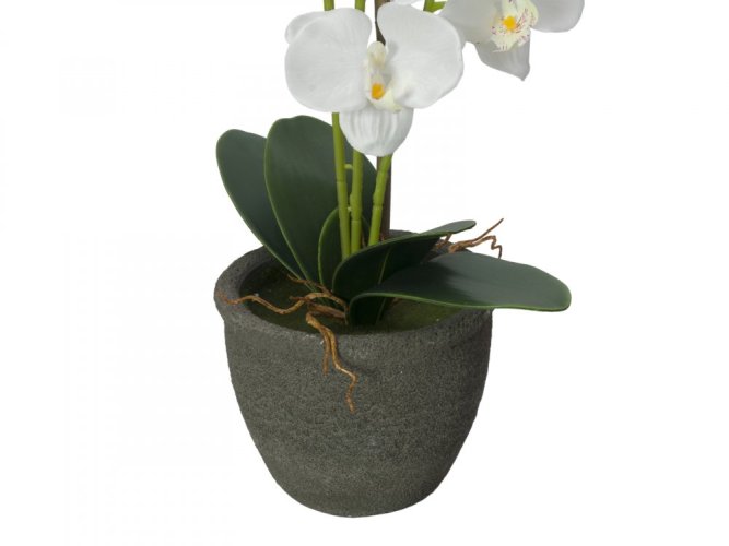 Orchidej s bílými květy, 80 cm