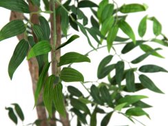 Ficus longifolia, 165cm