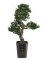 Bonsai, 80cm