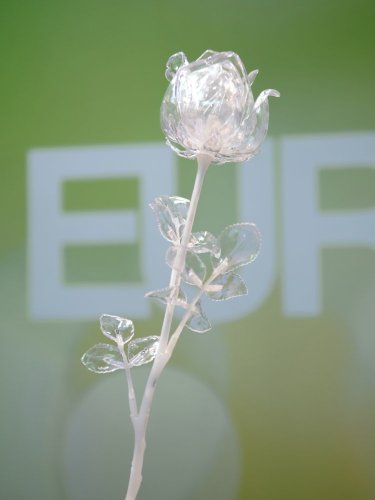 Růže čirá, krystalická 81cm, 12ks