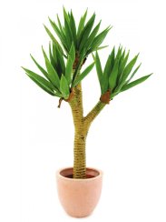 Juka palmový keř v květináči, 105 cm - poškozeno (82600061) Juka palmový keř v květináči, 105 cm - poškozeno (82600061)