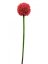 Allium červená, 55 cm