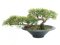 Bonsai Cedr, 40 cm
