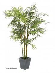 Cykasová palma, 280 cm