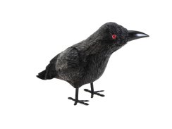 Europalms Havran, 18 cm Europalms Havran, 18 cm