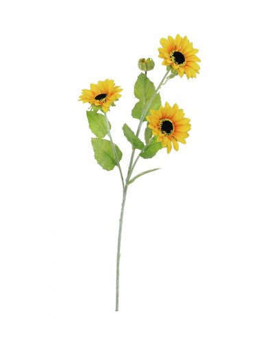 Slunečnice, 3 květy, 70 cm