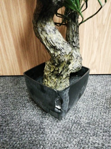 Bonsai borovice, 70 cm - poškozeno (82600117)