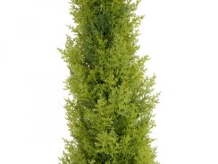 Cypřiš světlý v květináči, 120 cm